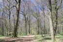 Forêt de l'Arsot